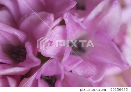 Hyacinth flower close up shot 90156655