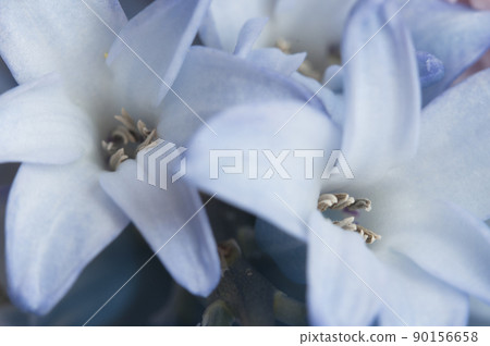 Hyacinth flower close up shot Hyacinth flower close up shot 90156658