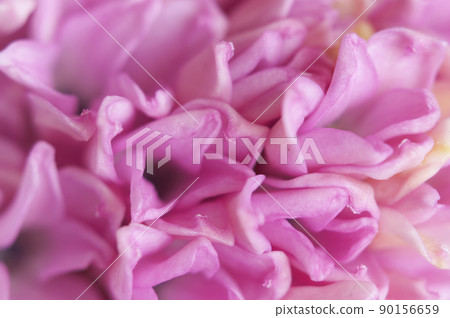 Hyacinth flower close up shot Hyacinth flower close up shot 90156659