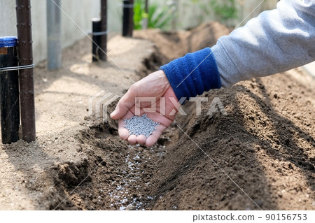 Sprinkle chemical fertilizer in the vegetable garden Sprinkle chemical fertilizer in the vegetable garden 90156753