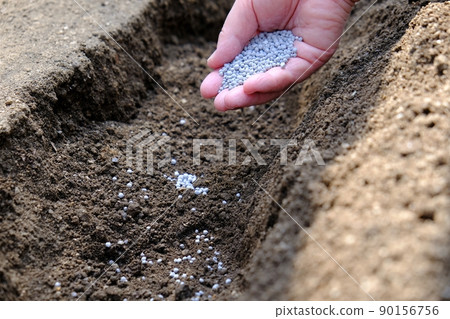 Sprinkle chemical fertilizer in the vegetable garden 90156756