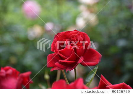 明亮的紅色春天玫瑰 90156759