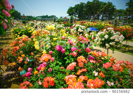 Buddha, Western rose flowerbed 90156982