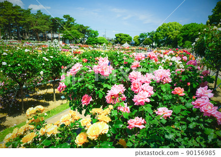 式島玫瑰園 5 90156985