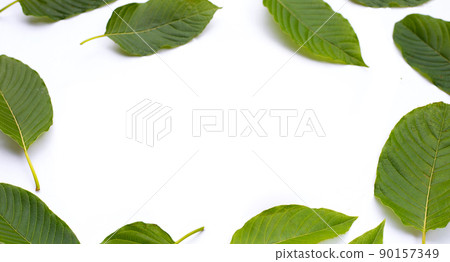 Mitragyna speciosa, Frame made of fresh kratom leaves on white background Mitragyna speciosa, Frame made of fresh kratom leaves on white background 90157349