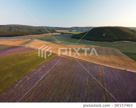 Lavender scented fields in endless rows with blooming flowers aerial view drone purple field against blue sky summer sun sunset. Lavender Oil Production. Field with lavender rows. Aromatherapy. Relax. 90157463