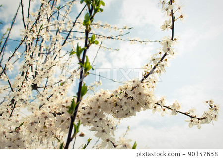 Beautiful white flowers of cherry tree. 90157638