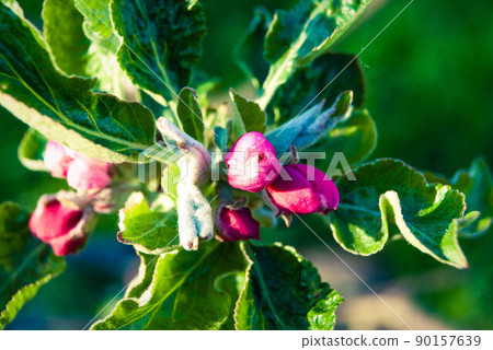 Beautiful pink apple flowers, spring background. 90157639