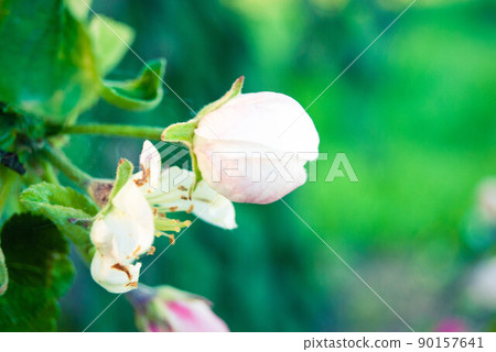 Beautiful pink apple flowers, spring background. 90157641