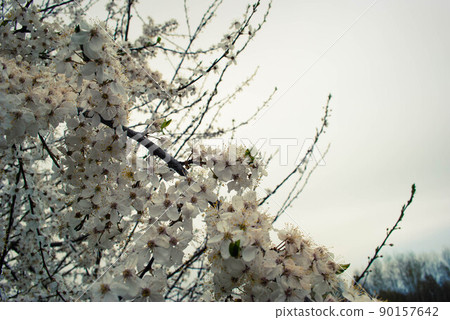 Beautiful sakura flowers, cherry blossom Beautiful sakura flowers, cherry blossom 90157642
