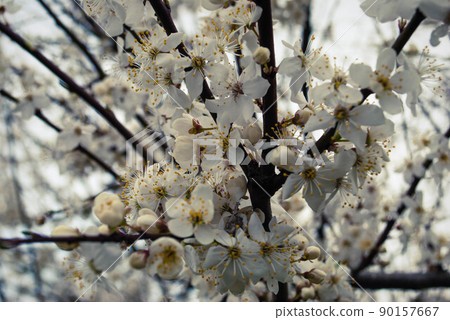 Beautiful sakura flowers, cherry blossom 90157667