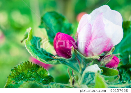 Pink apple flowers, beautiful spring background. 90157668