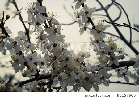 Beautiful sakura flowers, cherry blossom Beautiful sakura flowers, cherry blossom 90157669