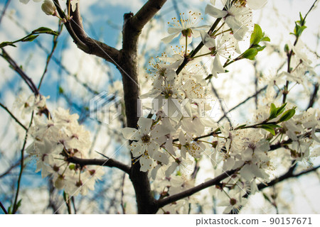 Beautiful white flowers of cherry tree. 90157671
