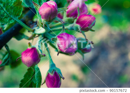 Fresh spring beautiful flowers of the apple tree. Fresh spring beautiful flowers of the apple tree. 90157672
