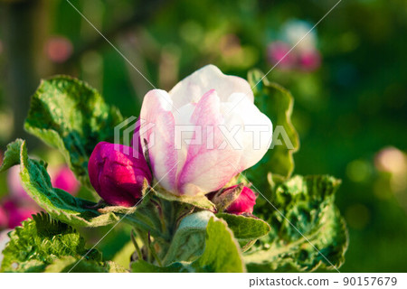 Beautiful pink apple flowers, spring background. Beautiful pink apple flowers, spring background. 90157679