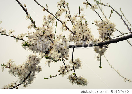 Beautiful sakura flowers, cherry blossom Beautiful sakura flowers, cherry blossom 90157680