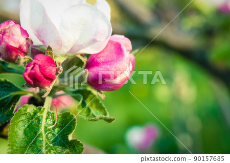 Beautiful pink apple flowers, spring background. Beautiful pink apple flowers, spring background. 90157685