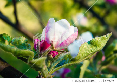 Beautiful pink apple flowers, spring background. 90157686