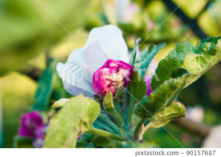 Beautiful pink apple flowers, spring background. Beautiful pink apple flowers, spring background. 90157687