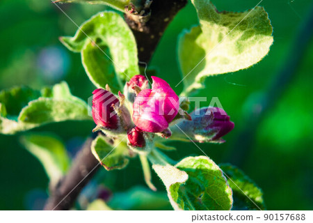 Beautiful pink apple flowers, spring background. 90157688