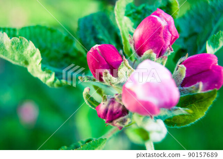 Pink apple flowers, beautiful spring background. Pink apple flowers, beautiful spring background. 90157689