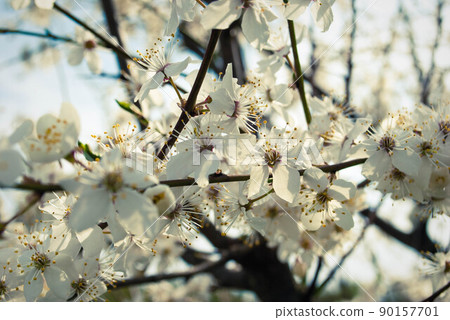 Beautiful white flowers of cherry tree. Beautiful white flowers of cherry tree. 90157701