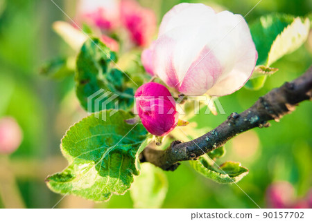 Beautiful pink apple flowers, spring background. Beautiful pink apple flowers, spring background. 90157702
