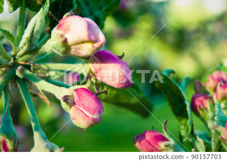 Fresh spring beautiful flowers of the apple tree. Fresh spring beautiful flowers of the apple tree. 90157703