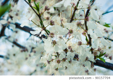 Fresh spring beautiful flowers of the cherry tree. Fresh spring beautiful flowers of the cherry tree. 90157704