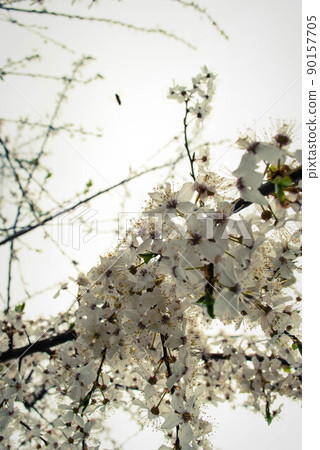 Beautiful white flowers of cherry tree. Beautiful white flowers of cherry tree. 90157705