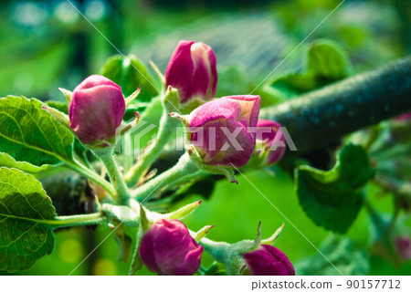 Beautiful pink apple flowers, spring background. 90157712