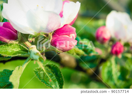 Beautiful pink apple flowers, spring background. Beautiful pink apple flowers, spring background. 90157714