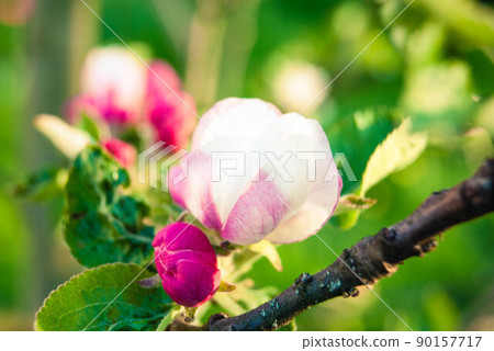 Beautiful pink apple flowers, spring background. Beautiful pink apple flowers, spring background. 90157717