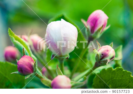 Fresh beautiful flowers of the apple tree. Fresh beautiful flowers of the apple tree. 90157723