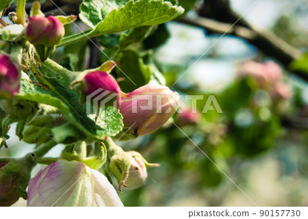 Beautiful pink apple flowers, spring background. 90157730