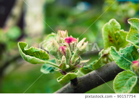 Pink apple flowers, beautiful spring background. Pink apple flowers, beautiful spring background. 90157754