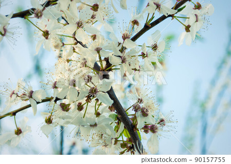 Fresh spring beautiful flowers of the cherry tree. Fresh spring beautiful flowers of the cherry tree. 90157755