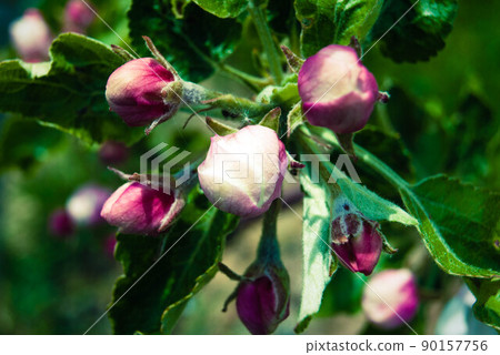 Beautiful pink apple flowers, spring background. 90157756