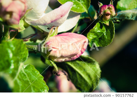 Beautiful pink apple flowers, spring background. Beautiful pink apple flowers, spring background. 90157762