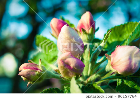 Fresh spring beautiful flowers of the apple tree. 90157764