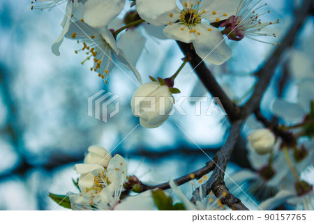 Fresh spring beautiful flowers of the cherry tree. Fresh spring beautiful flowers of the cherry tree. 90157765