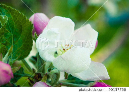 Beautiful pink apple flowers, spring background. Beautiful pink apple flowers, spring background. 90157766
