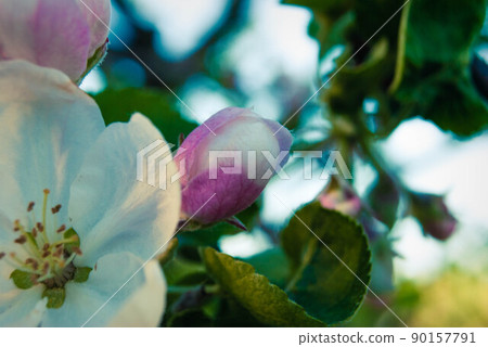Beautiful pink apple flowers, spring background. Beautiful pink apple flowers, spring background. 90157791
