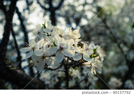 Beautiful white flowers of cherry tree. 90157792