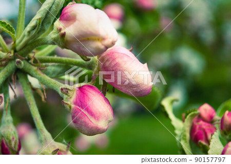 Fresh beautiful flowers of the apple tree. Fresh beautiful flowers of the apple tree. 90157797