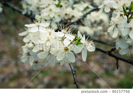 Beautiful white flowers of cherry tree. Beautiful white flowers of cherry tree. 90157798