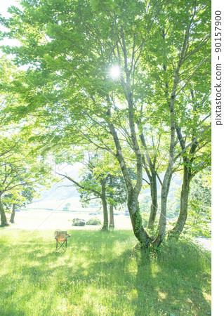 新鮮的綠色公園樹蔭和椅子（Oyama Kagamiganaru） 90157900
