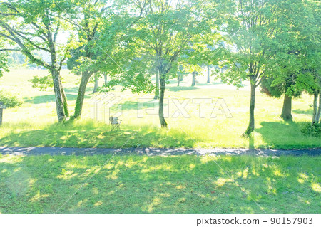 新鮮的綠色公園樹蔭和椅子（Oyama Kagamiganaru） 90157903