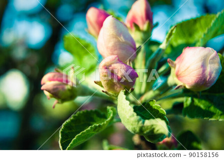 Fresh spring beautiful flowers of the apple tree. Fresh spring beautiful flowers of the apple tree. 90158156